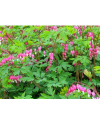 Coeur de Marie Dicentra Spectabilis