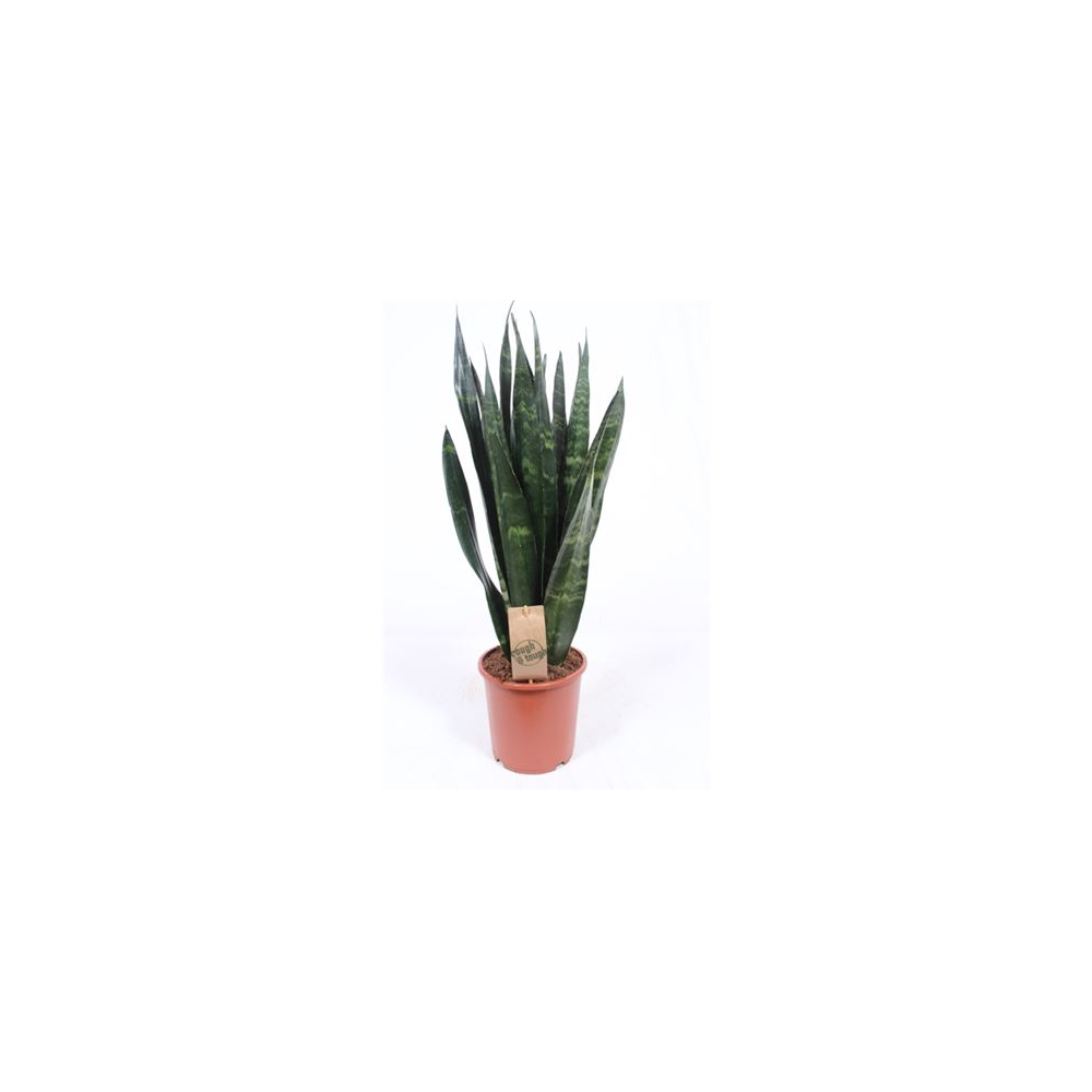 Langue De BelleMère Black Coral Sanseveria