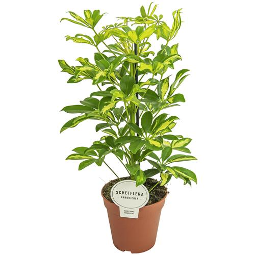 Arbre Ombrelle Schefflera Arboricola Bont