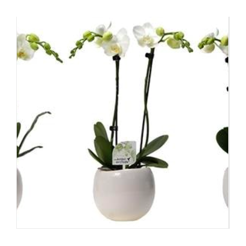 Phalaenopsis Orchidée 2Tiges Blanches