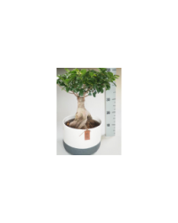 Ficus Microcarpa Ginseng P26