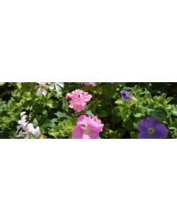 Petunia Surfinia Deep Red