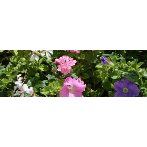 Petunia Surfinia Deep Red