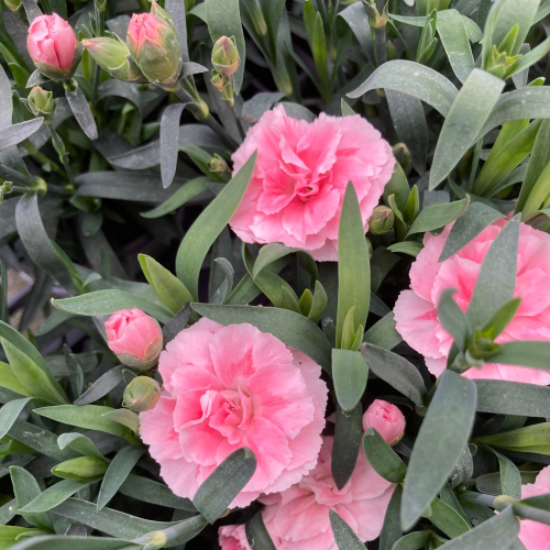 oeillet Dianthus Supertrouper Sissy