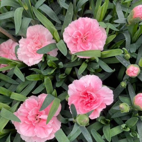 oeillet Dianthus Supertrouper Sissy