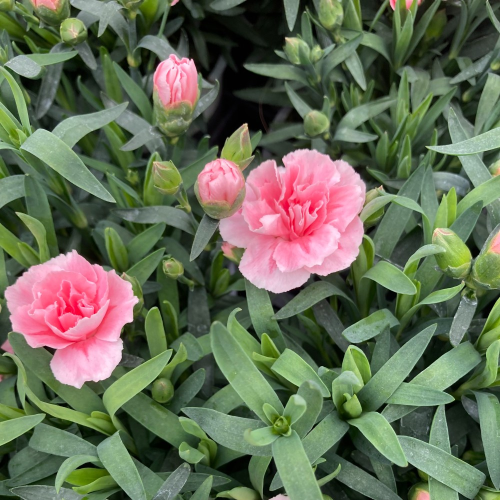 oeillet Dianthus Supertrouper Sissy