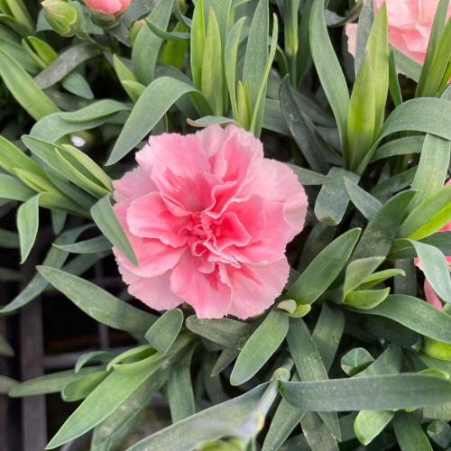 oeillet Dianthus Supertrouper Sissy