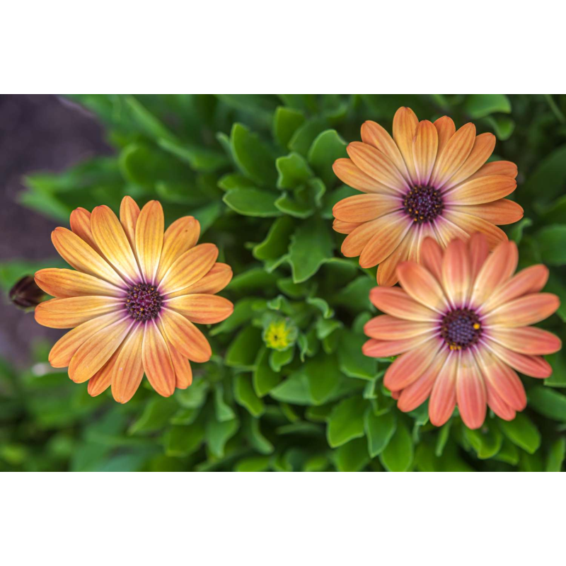 Osteospermum Gelato Apricot