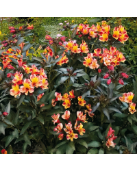 Alstroemeria Garden Summer Heat (Rouge Cur Jaune)