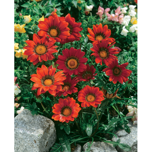 Gazania Rigens Red With Ring