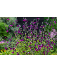 Sauge Vivace Salvia Greggii Amethyst Lips