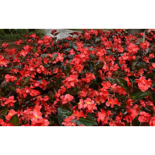 Begonia Megawatt Rouge À Feuil Bronze