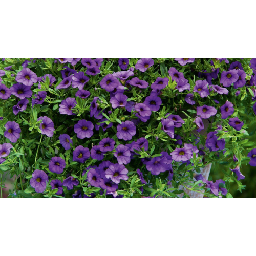 Calibrachoa Retombant Mini Famous Neo Royal Blue 16