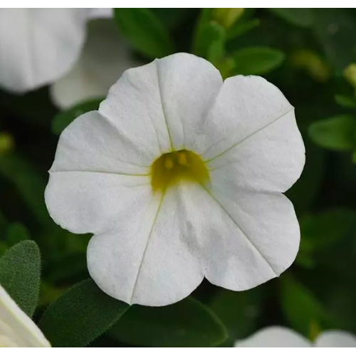 Calibrachoa Retombant Mini Famous Uno White Lavender Vein 763