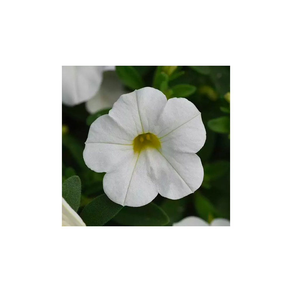 Calibrachoa Retombant Mini Famous Uno White Lavender Vein 763