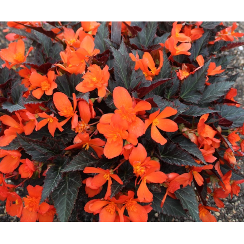 Begonia Retombant I'Conia Upright Fire