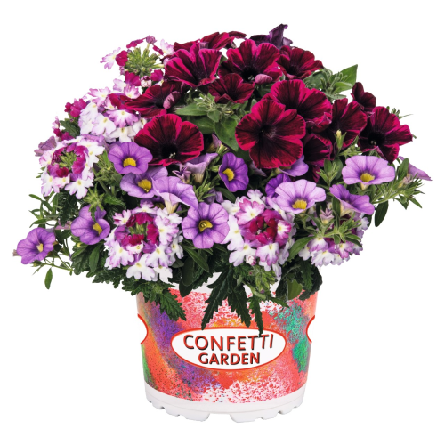 Mélange Fleuri Confetti Liner Trio Garden Shoching Purple
