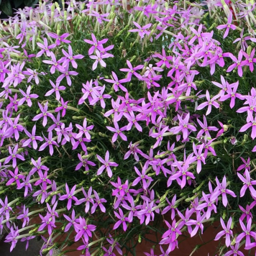 Isotoma Stella Pink