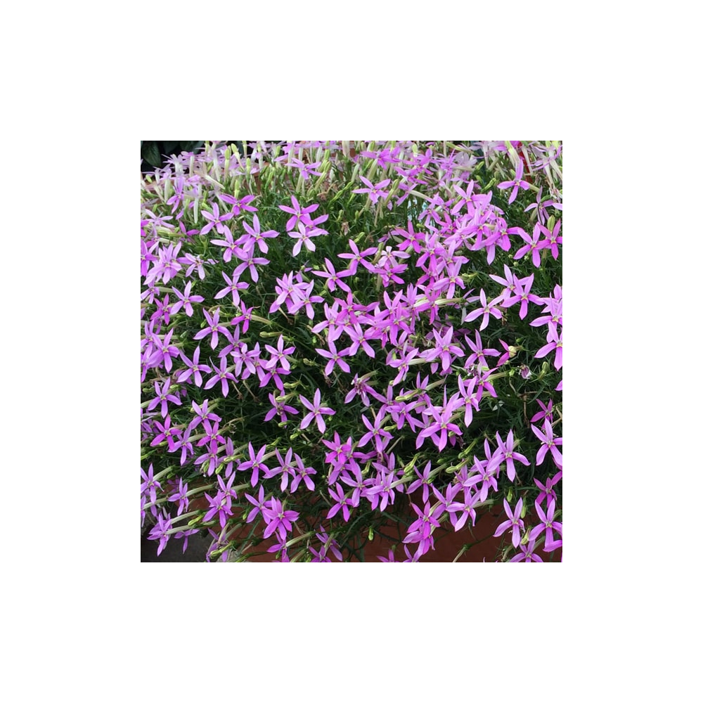 Isotoma Stella Pink
