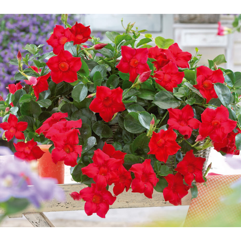 Dipladenia rio deep red pot 10 coclicoh
