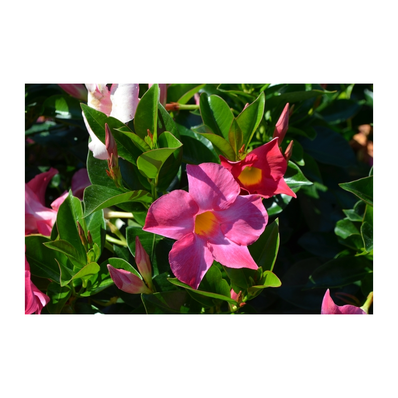 Dipladenia Rio Pink | Coclicoh.com