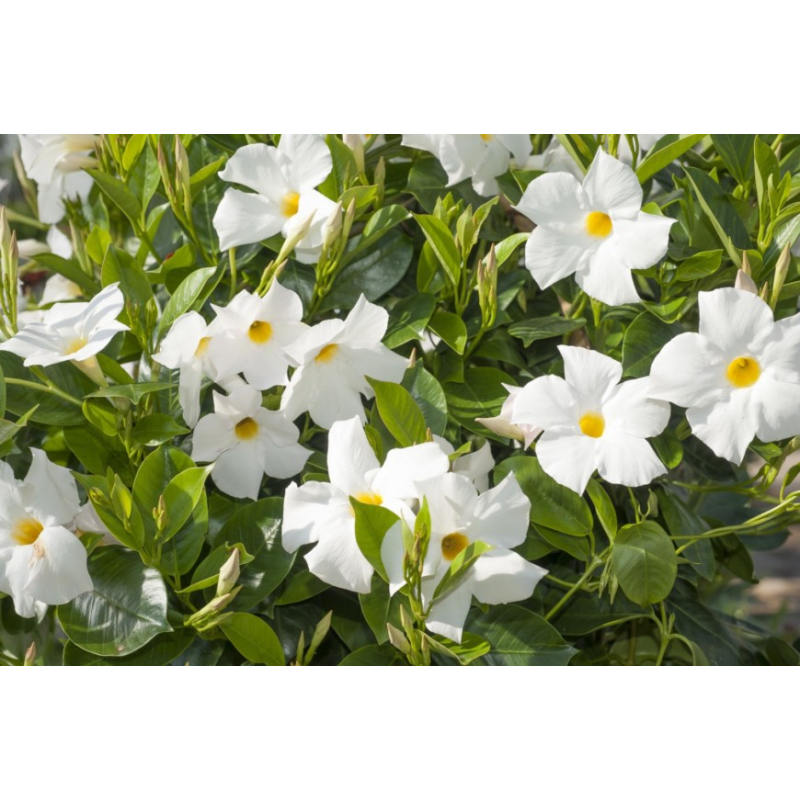 Dipladenia Rio White