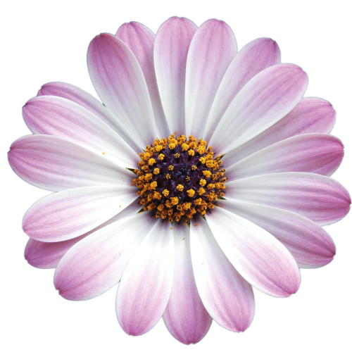 Osteospermum Gelato Candy White