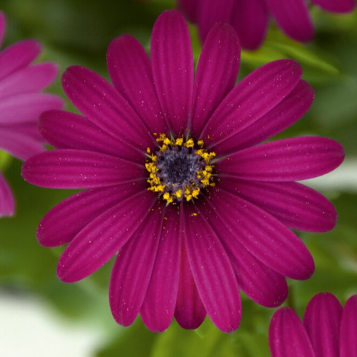 Osteospernum Flower Power Purple 12