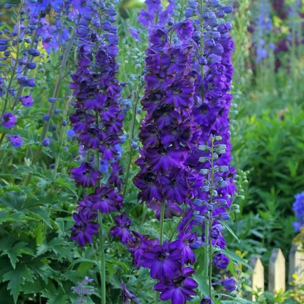 Delphinium Cul Magic Fontains Dark Blue/Dark Bee