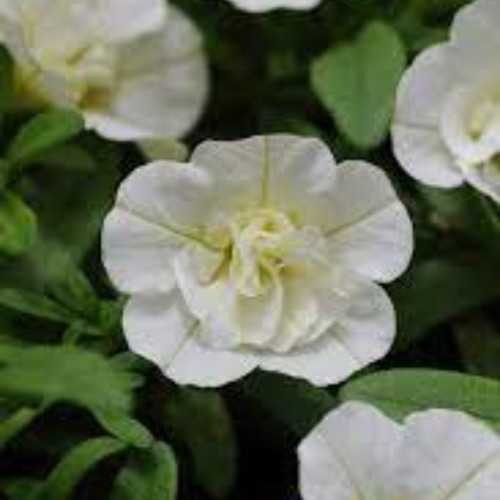 Calibrachoa Retombant Mini Famous Uno Double White 22