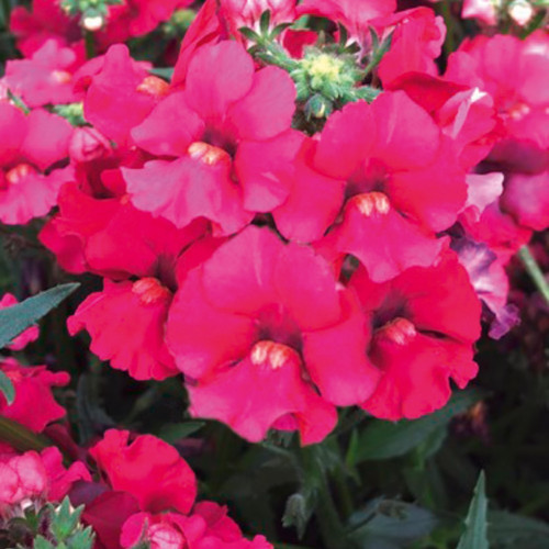 Nemesia Retombant Elph Dark Pink