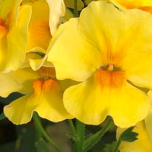 Nemesia Retombant Elph Yellow