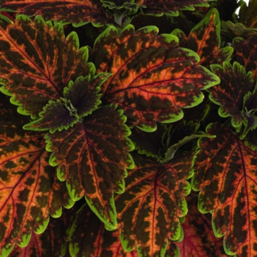 Coleus Stained Glassworksmagnificnet Mile