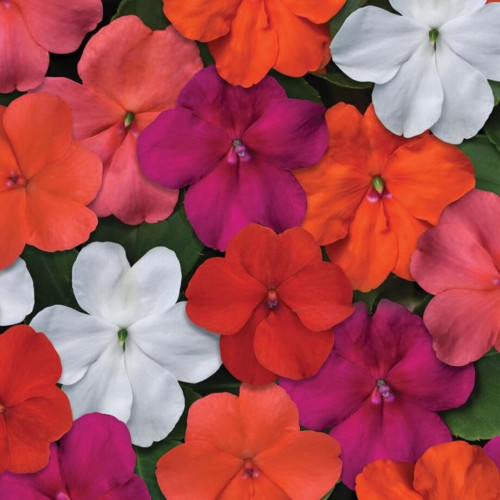 Impatiens Beacon Mix