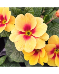Primula Rambo Orange à coeur rouge