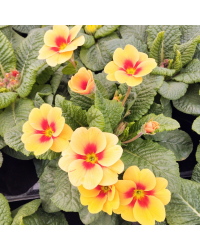 Primula Rambo Orange à coeur rouge