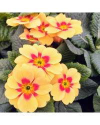 Primula Rambo Orange à coeur rouge