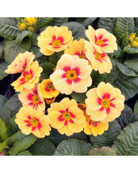 Primula Rambo Orange à coeur rouge