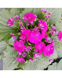 Cinéraire des Rameaux Mauve