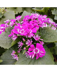 Cinéraire des Rameaux Mauve