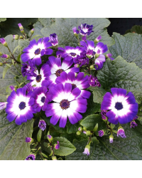 Cinéraire des Rameaux Mauve et blanc