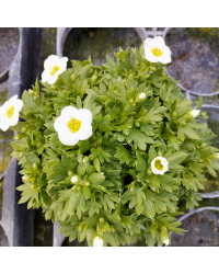 Saxifraga arendsii Blanc