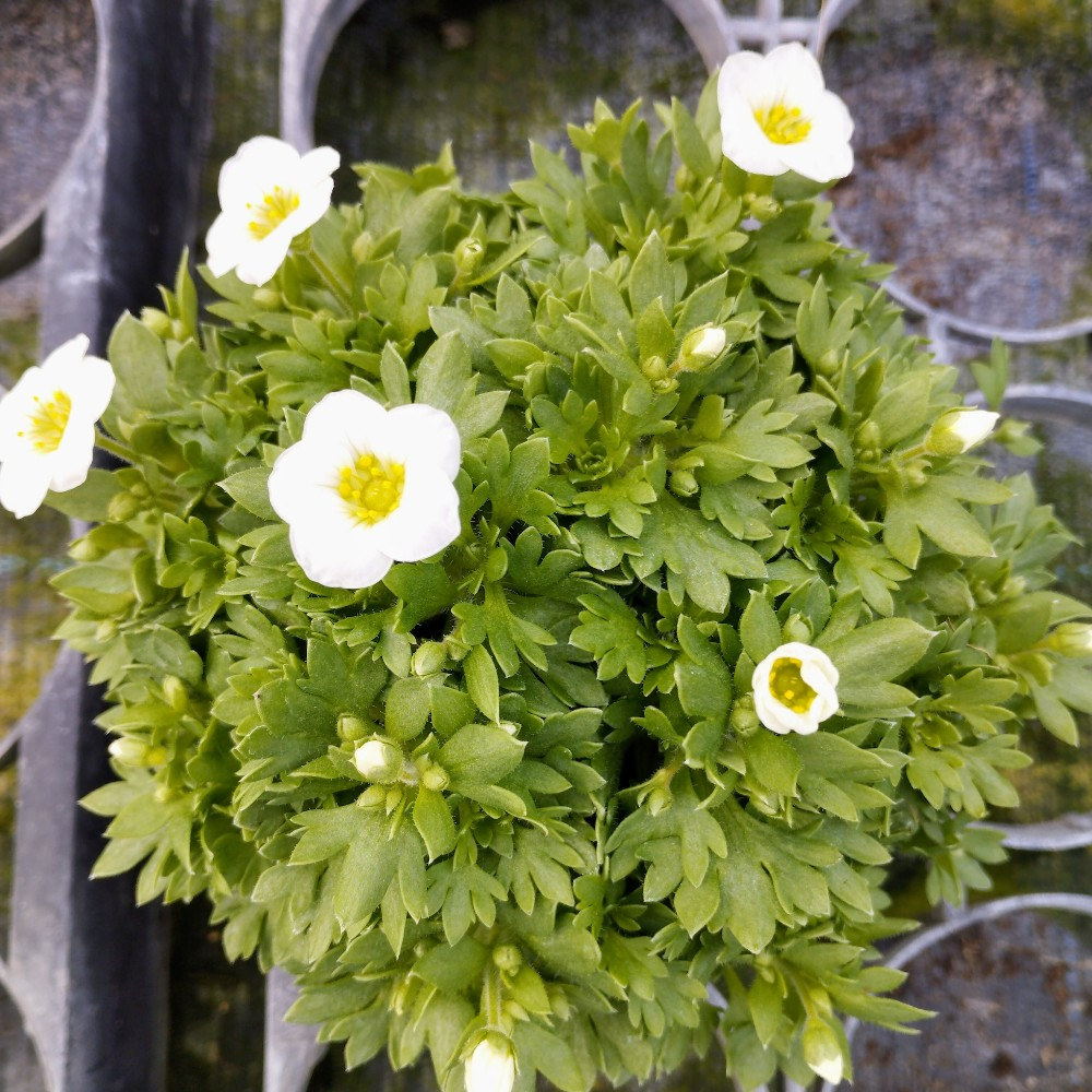 Saxifraga arendsii Blanc