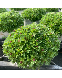 Saxifraga arendsii Blanc
