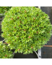 Saxifraga arendsii Blanc