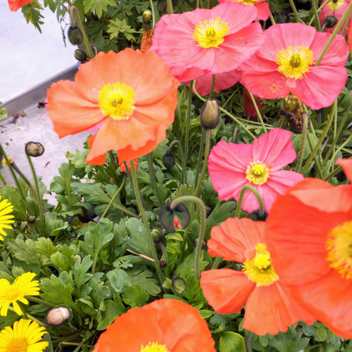 Papaver Nudicaule Spring Fever