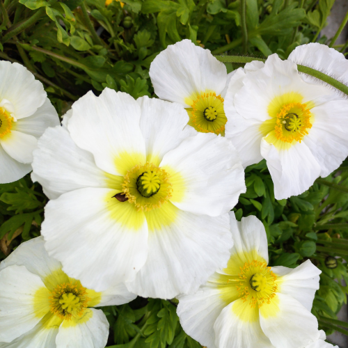 Papaver Nudicaule Blanc