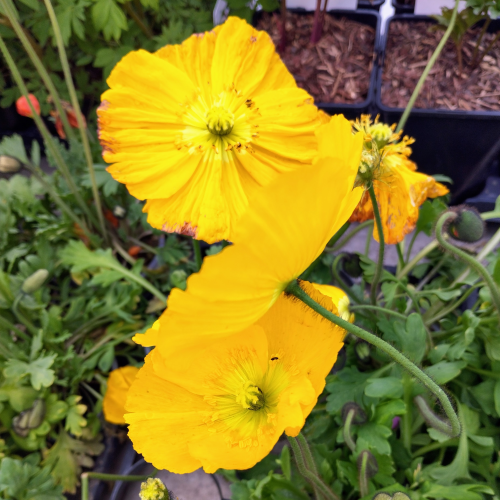 Papaver Nudicaule Jaune