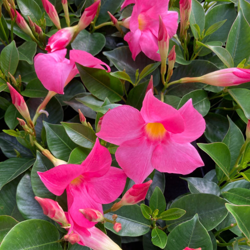 Dipladenia Sundaville Espalier Rose