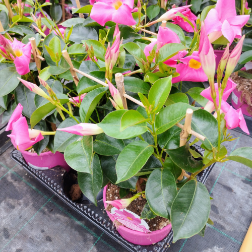 Dipladenia Sundaville Espalier Rose